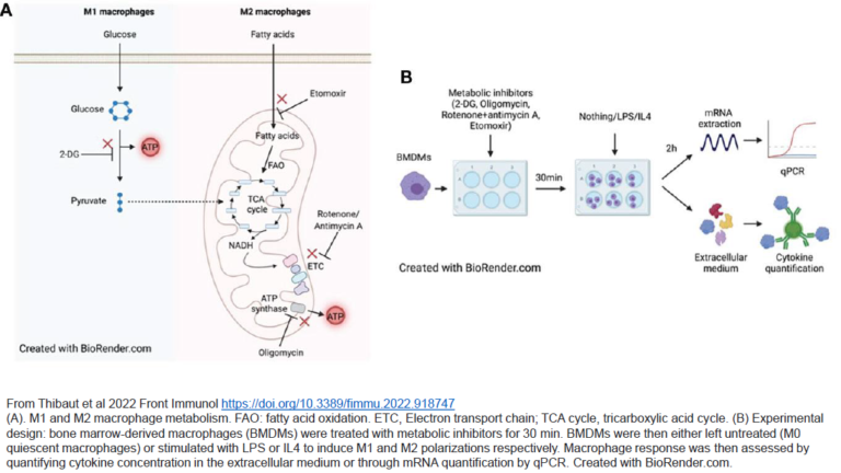 Bioenergetics & Neurometabolism - Research Paper & Journal